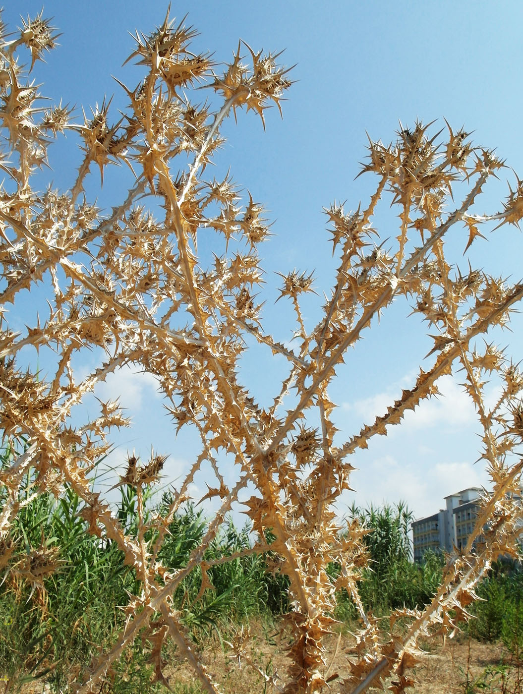 Изображение особи Scolymus hispanicus.