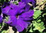 Petunia &times; atkinsiana