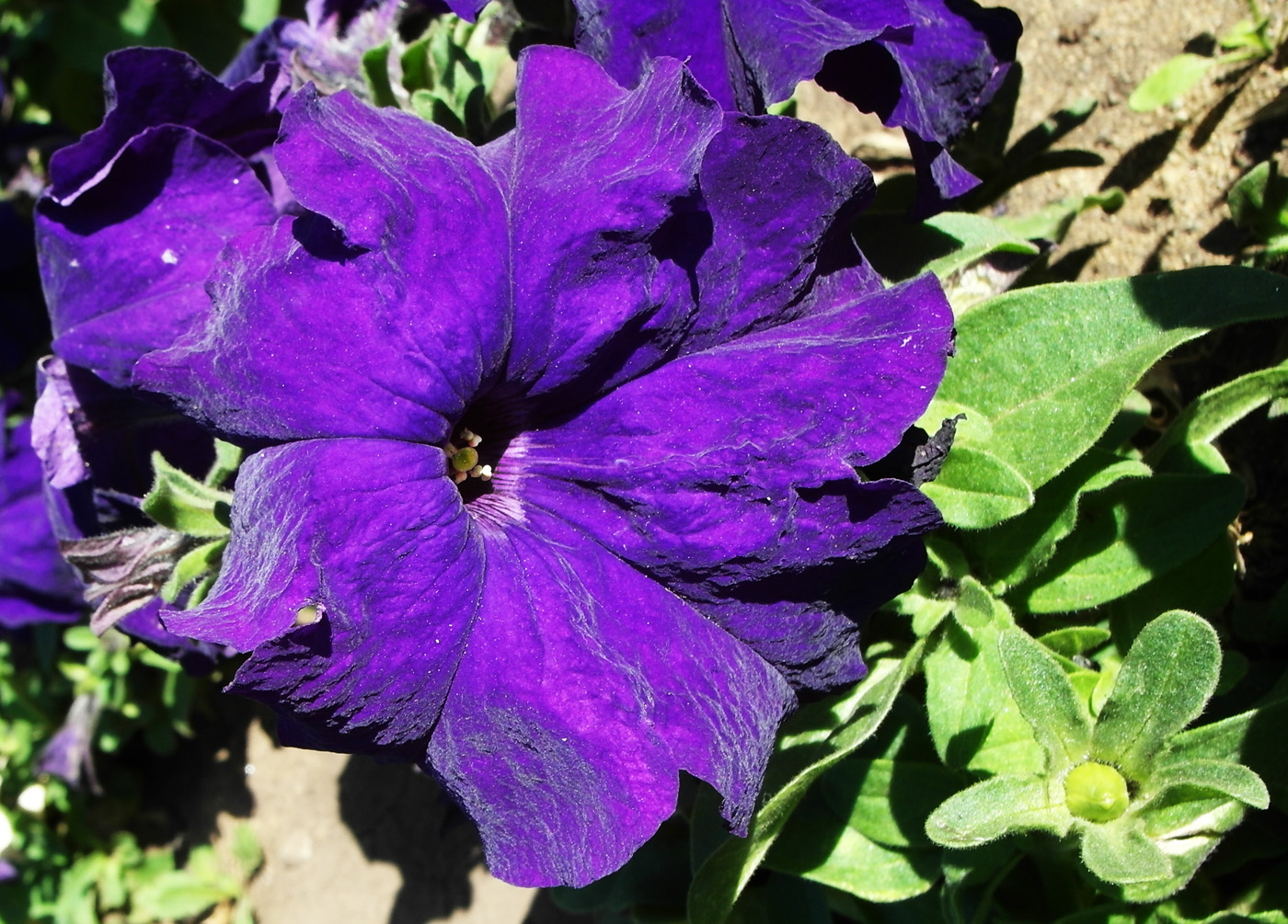 Image of Petunia × atkinsiana specimen.