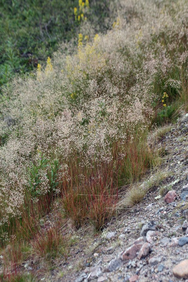 Image of Avenella flexuosa specimen.
