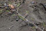 Cynodon dactylon. Веточка. Дагестан, Магарамкентский р-н, окр. с. Приморский, песчаный пляж. 05.05.2022.