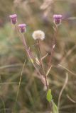 Erigeron uniflorus. Верхушка цветущего и плодоносящего растения. Адыгея, Кавказский заповедник, Фишт-Оштенский горный массив, окр. оз.Псенодах, субальпийский луг, выс. ≈ 1950 м н.у.м. 29.08.2022.