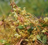 Cuscuta campestris