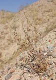 Girgensohnia diptera. Плодоносящее растение. Узбекистан, Наманганская обл., Папский р-н, 15 км СЗЗ г. Пап, глинистая полупустыня. 20 сентября 2022 г.