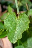 Commicarpus plumbagineus