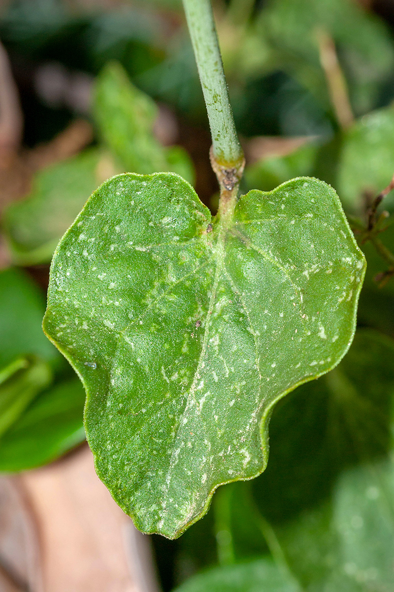 Изображение особи Commicarpus plumbagineus.