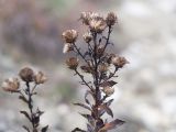 Inula aspera