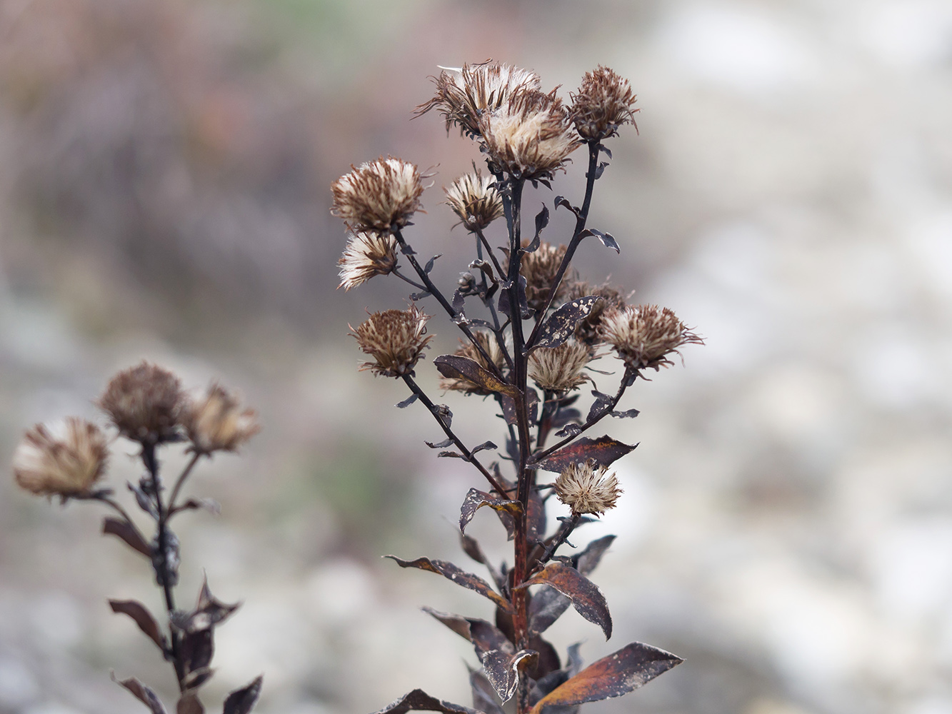 Image of Inula aspera specimen.