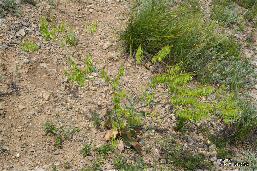 Image of Isatis littoralis specimen.