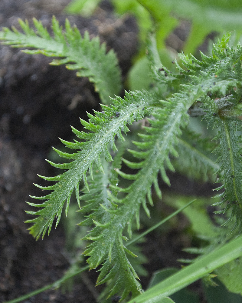 Image of Achillea camtschatica specimen.