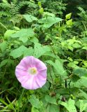 Calystegia inflata