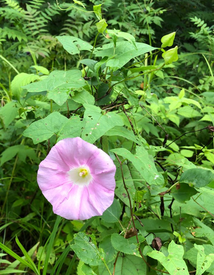 Изображение особи Calystegia inflata.