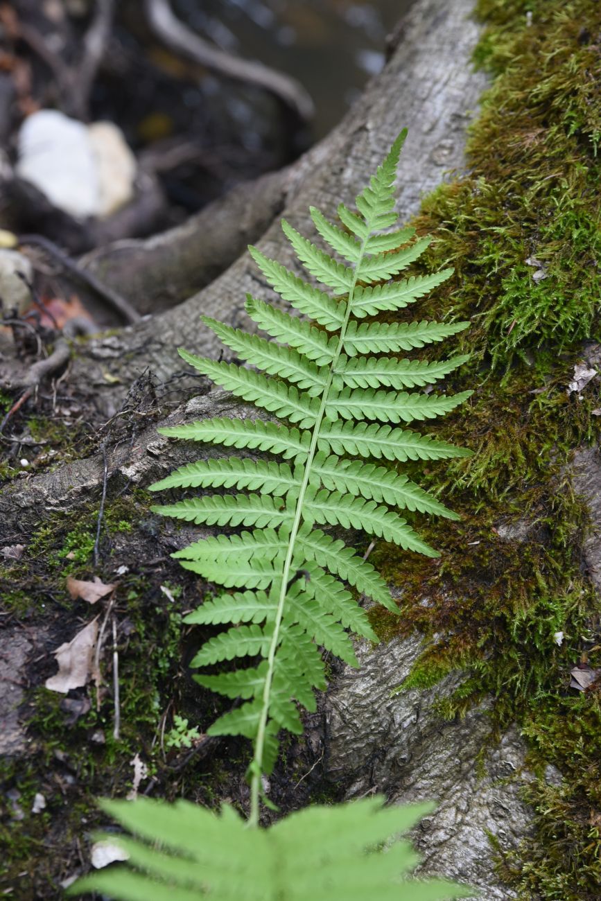 Изображение особи Matteuccia struthiopteris.