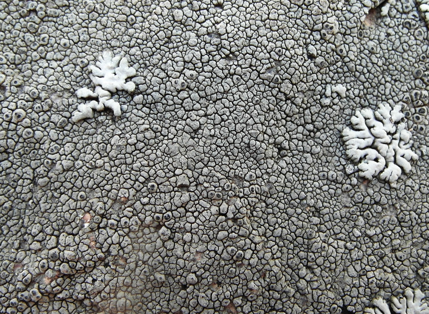 Image of Aspicilia cyanescens specimen.