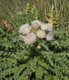 Cirsium roseolum. Верхняя часть цветущего растения. Ульяновская обл., Мелекесский р-н, окр. сел. Приморское, пойменный луг на берегу старицы. 07.08.2022.