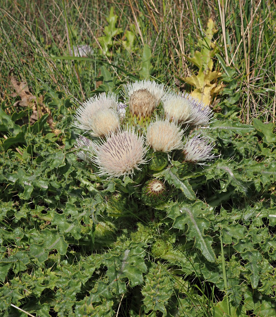 Image of Cirsium roseolum specimen.
