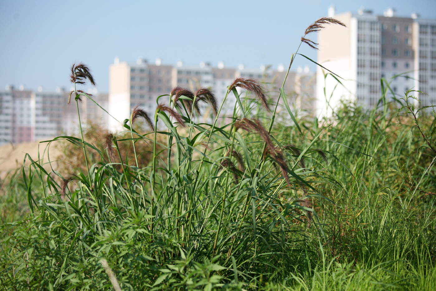 Image of Echinochloa caudata specimen.