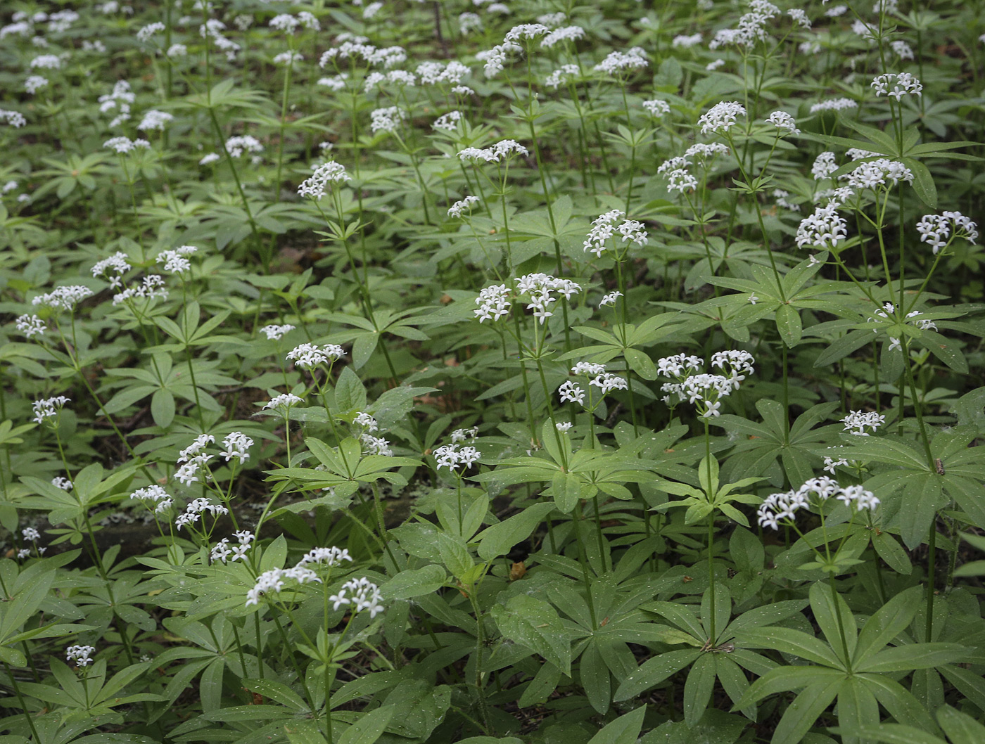 Изображение особи Galium odoratum.