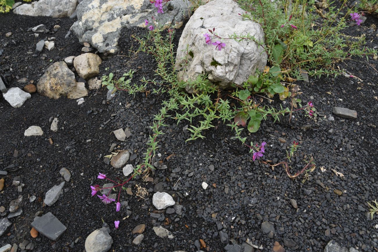 Image of Chamaenerion colchicum specimen.