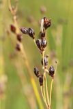 Juncus atrofuscus. Соплодие, поражённое спорыньёй(?). Мурманская обл., Кандалакшский р-н, с. Ковда; губа Старцева, каменистый марш. 05.08.2022.