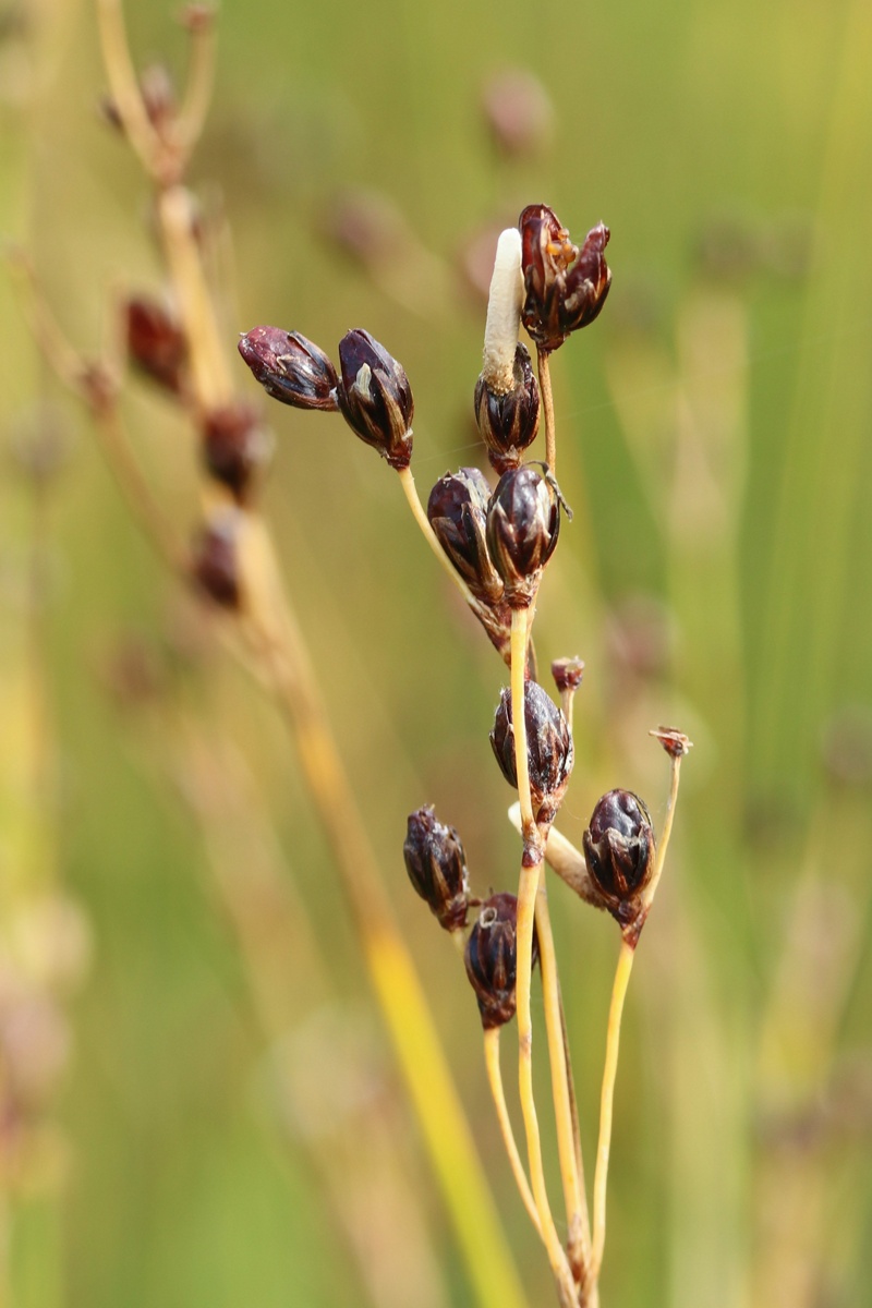 Изображение особи Juncus atrofuscus.