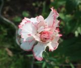 Dianthus caryophyllus. Цветок с кормящимся внутри долгоносиком. Тверская обл., Весьегонск, в культуре. 02.08.2022.