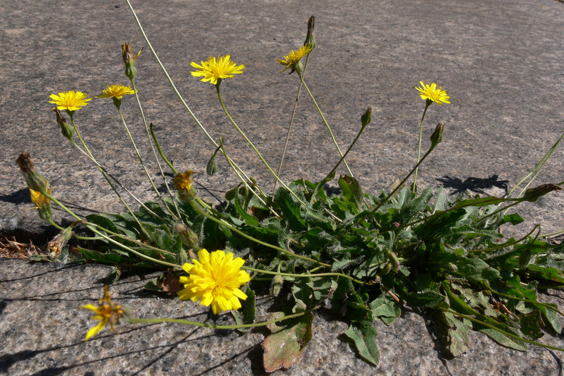 Изображение особи Leontodon saxatilis.