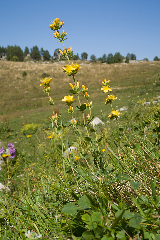 Изображение особи Hypericum linarioides.