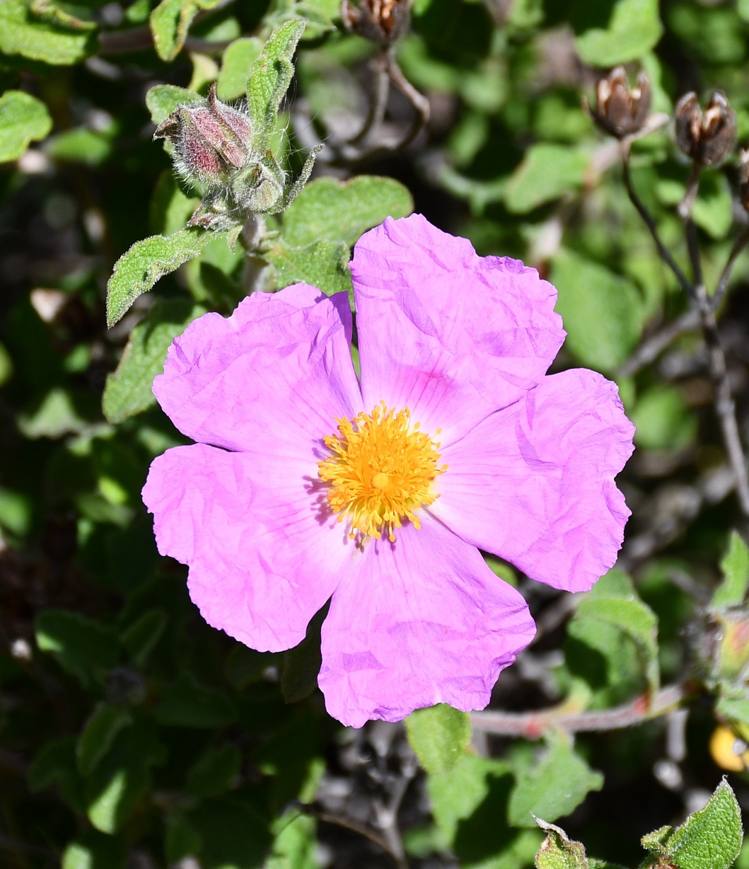 Изображение особи Cistus creticus.