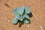 Mertensia maritima