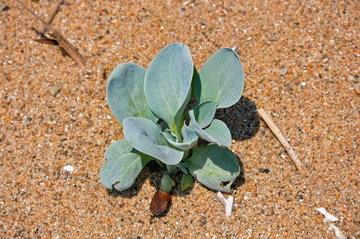 Изображение особи Mertensia maritima.