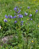 Polemonium caeruleum. Цветущие растения. Алтай, Онгудайский р-н, Семинский перевал, ≈ 1700 м н.у.м., луг. 30.06.2021.