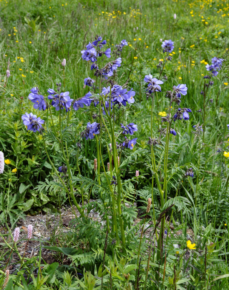 Изображение особи Polemonium caeruleum.