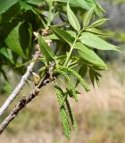 Carya illinoinensis