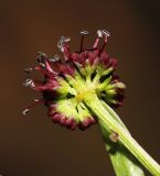Sanicula rubriflora