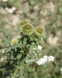 Cirsium ciliatum. Верхушка растения с развивающимися соцветиями. Кабардино-Балкария, Эльбрусский р-н, левый берег р. Баксан, окр. с. Былым, выс. 1100 м н.у.м., сухой остепнённый участок. 25 июля 2022 г.