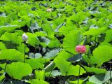 Nelumbo komarovii