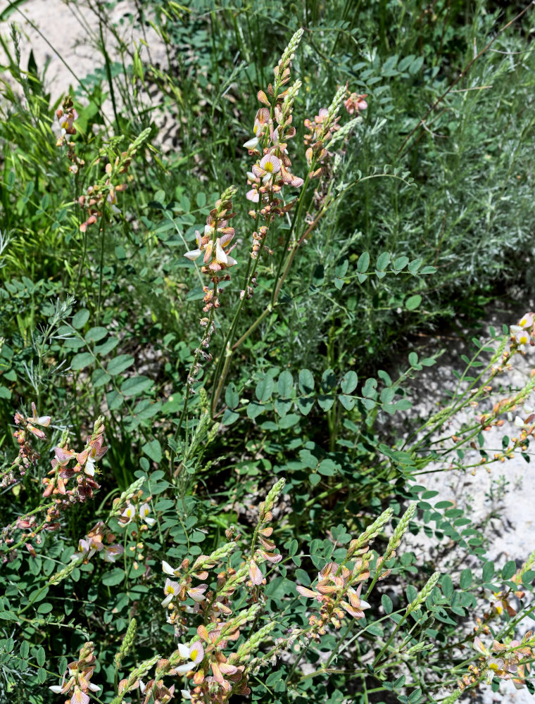Изображение особи Onobrychis radiata.