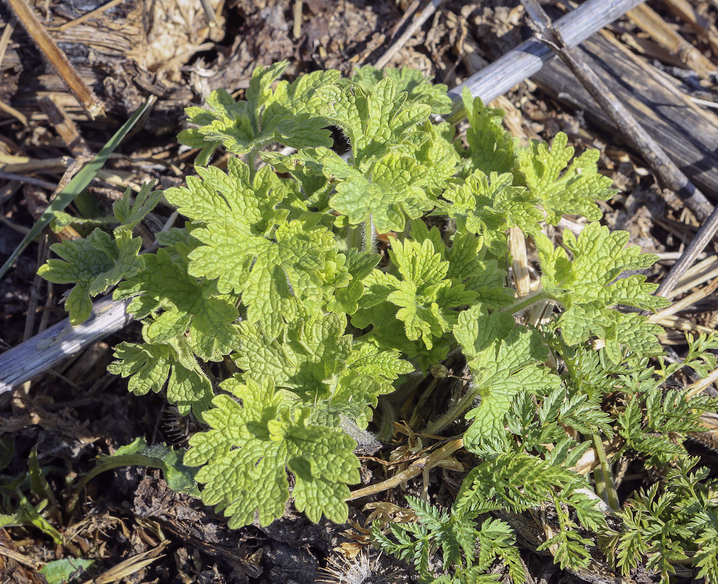 Изображение особи Leonurus quinquelobatus.