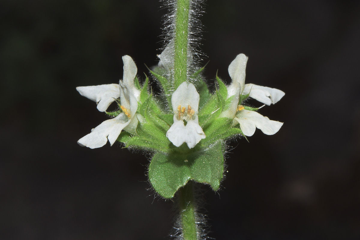 Image of Stachys setifera specimen.