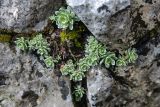 Saxifraga paniculata. Вегетирующие растения. Черногория, Динарское нагорье, горный массив Дурмитор, каменистый склон. 05.07.2011.