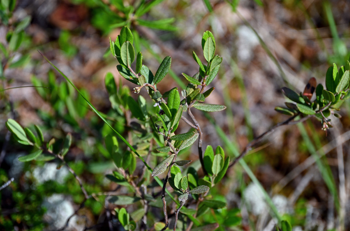 Изображение особи Chamaedaphne calyculata.