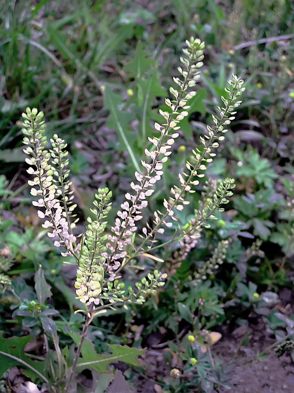 Image of Lepidium densiflorum specimen.