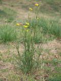 Tragopogon dasyrhynchus. Цветущее и плодоносящее растение. Краснодарский край, Крымский р-н, станица Неберджаевская, приусадебный участок, сорное в саду. 28.10.2023.