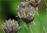 Allium schoenoprasum