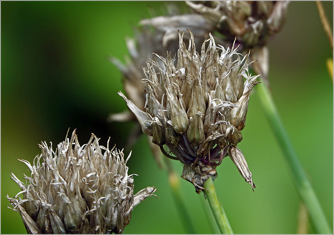 Изображение особи Allium schoenoprasum.