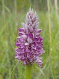 Orchis militaris. Соцветие. Ульяновская обл., Новомалыклинский р-н, окр. с. Стар. Бесовка, долина р. Б. Черемшан, местами заболоченный поросший ивняком луг. 20.05.2023.