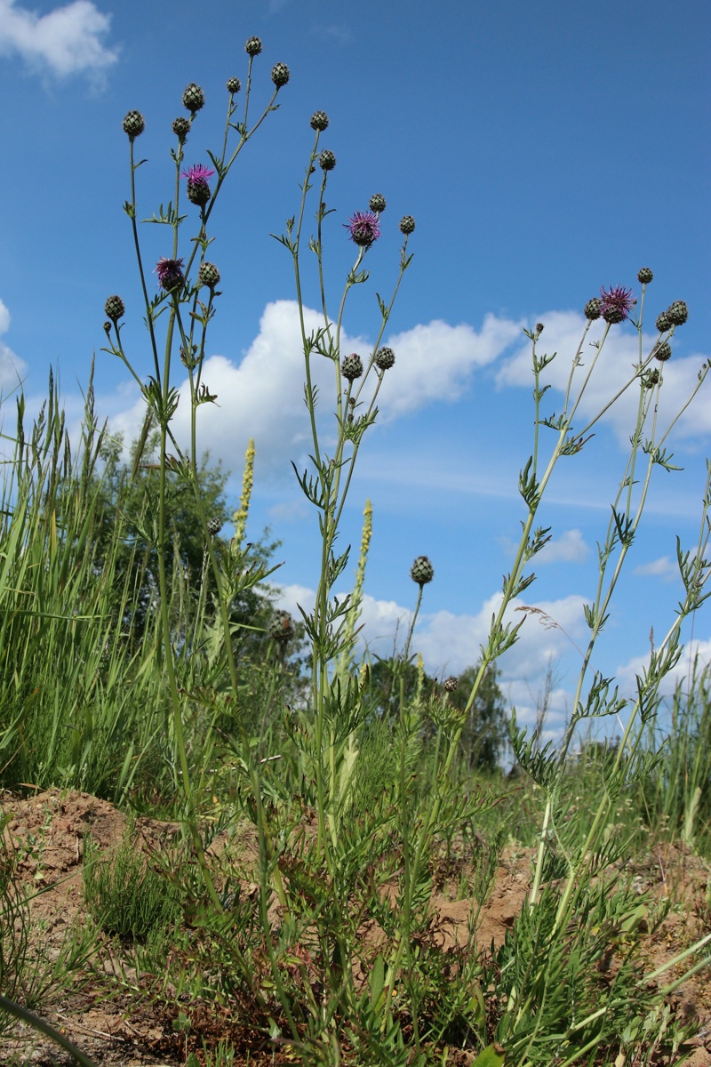 Image of Centaurea scabiosa specimen.