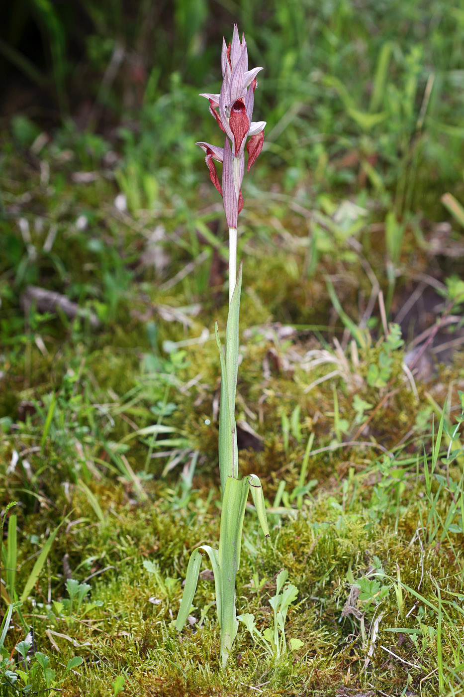 Изображение особи Serapias orientalis ssp. feldwegiana.