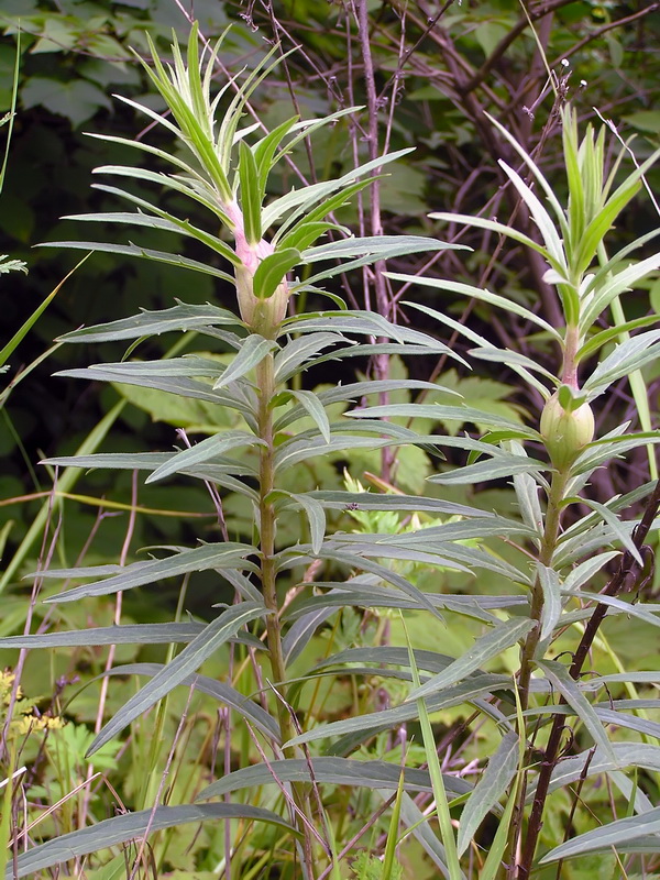 Изображение особи Hieracium umbellatum.